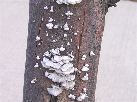 Schizophyllum commune | Wood Decay Fungi of Living Trees