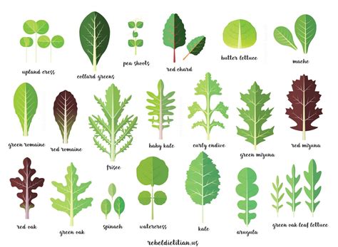 Leafy Greens Poster | !!!draw | Pinterest | Veggies, Food and Salad