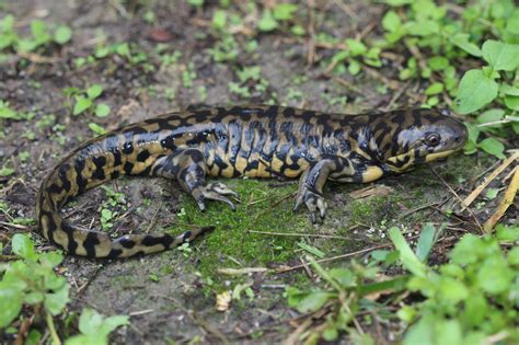 Eastern Tiger Salamander Larvae