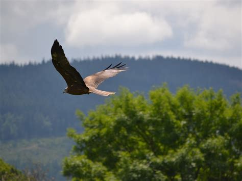 See golden eagles fly over when you visit Letterewe Estate in Scotland