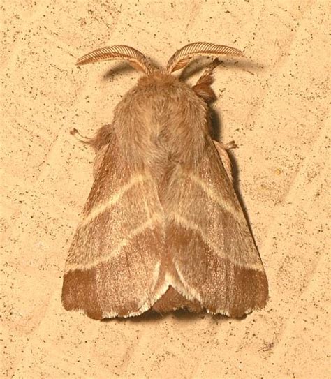 Nature in the Ozarks: Eastern Tent Caterpillar Moth (Malacosoma americanum - 7701)