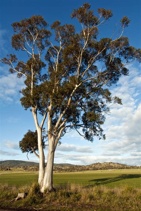 Environmentalists Save Tasmanian Forest – Quiet Kinetic