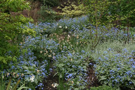 Brunnera macrophylla 'Jack Frost' – Ballyrobert Gardens