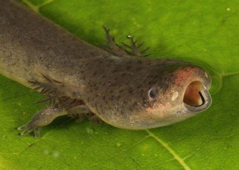 Eastern lesser siren. Sirens are a type of aquatic salamander that do not have hind legs and ...