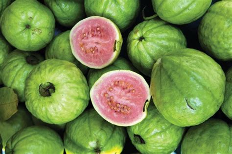 Guava Fruits Usually 2 To 4 Inches - Twin Fruit