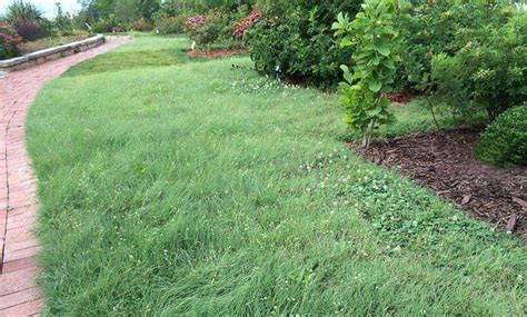 Growing Buffalo Grass from Seeds: Guide to Eco-Friendly Lawn