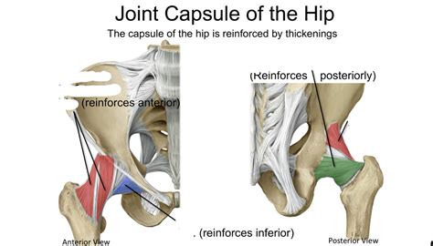 Joint Capsule of Hip Diagram | Quizlet