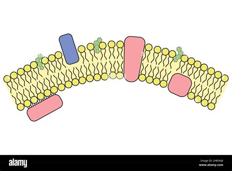 Estructura de la membrana celular fotografías e imágenes de alta ...