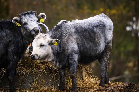 Return of blue cow group: Latvia's symbolic colored cows are back | Daily Sabah