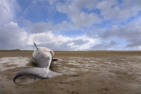 How Do You Dispose of a Dead Whale? (Hint: Not in a Tiny Dumpster ...