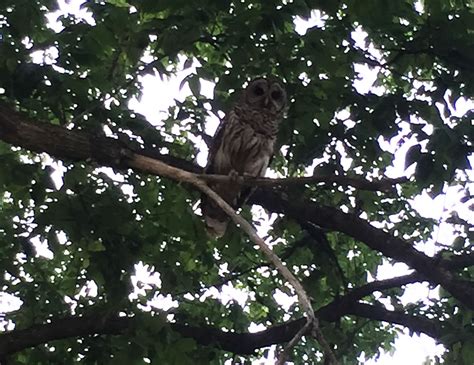 Birds - Ozark National Scenic Riverways (U.S. National Park Service)