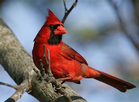 Ohio State Bird Cardinal aka Winter Redbird | State birds, Colorful ...