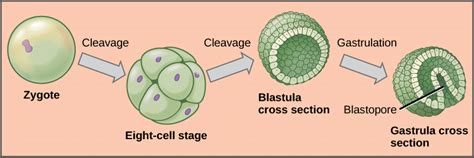 Zygote to gastrulation | Download Scientific Diagram