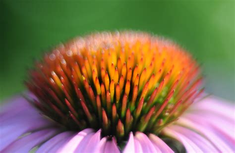 Free photo: Close-up of Flowers - Flower, Summer, Outdoors - Free Download - Jooinn