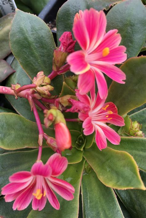 Lewisia cotyledon ‘Sunset Strain’ – The Watershed Nursery