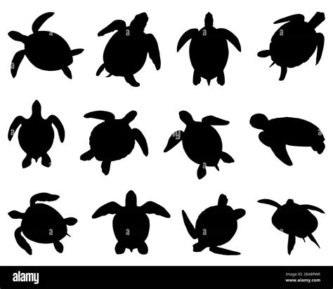 Set of Sea Turtle Silhouette Stock Vector Image & Art - Alamy