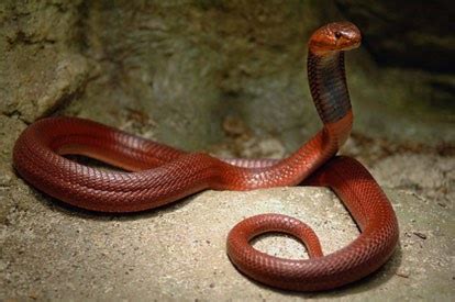 Red Spitting Cobra In Habitat Tansania Africa ~ planetanimalzone