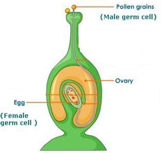 (a) Name the female reproductive part of a flower. Draw diagram of its longitudinal section ...