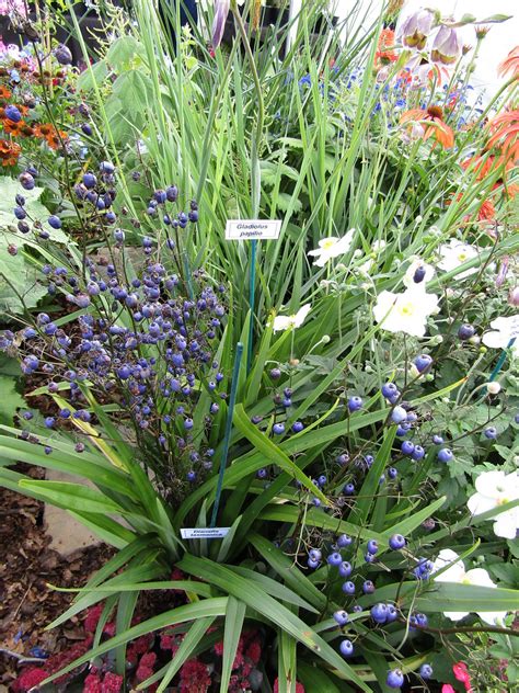 Dianella tasmanica berries | Wisley Plant Fair today, plus t… | Flickr