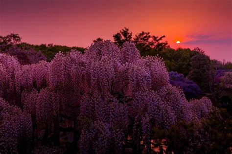 Amazing purple with sunset, tree, sun, wonderful, purple, HD wallpaper | Peakpx