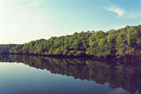 Mangrove forests in India | Times of India Travel