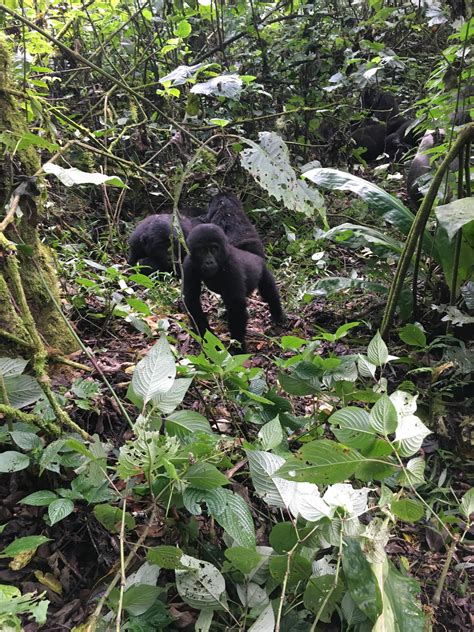 Meeting a family of mountain gorillas in Uganda : r/hiking