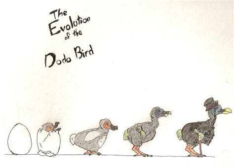 The evolution of the dodo bird by Martyst322 on DeviantArt