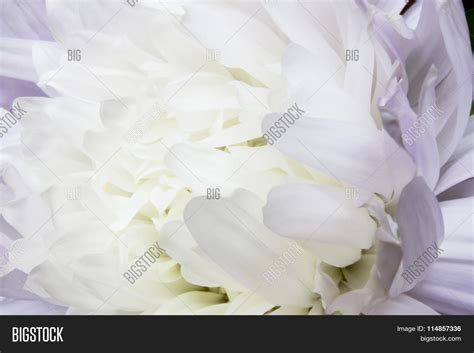 White Aster Flower Image & Photo (Free Trial) | Bigstock