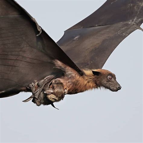 Indian Wildlife Official🇮🇳 on Instagram: “Batwoman Bats are the only flying mammals. They don't ...