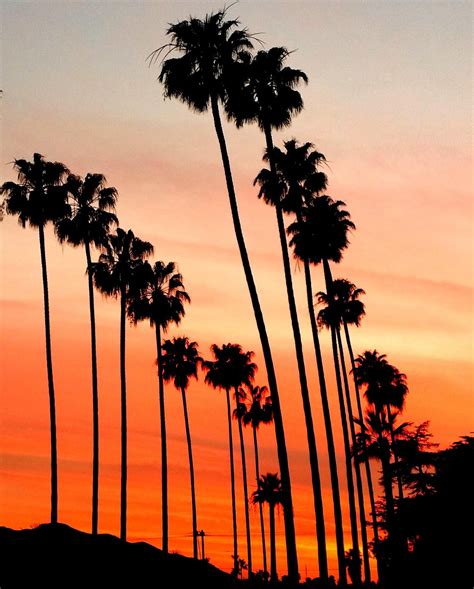 Palm Trees and Sunset Photography in LA, California. Los Angeles Palm Tree Photography ...