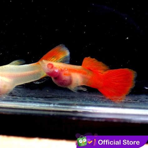 Jual Guppy Albino Red Glass Belly / Ikan Hias Air Tawar - Betina Di Seller Cupang Guppy Kingdom ...