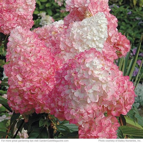 Five panicle hydrangeas for your garden | Garten, Einfach, Zwecke