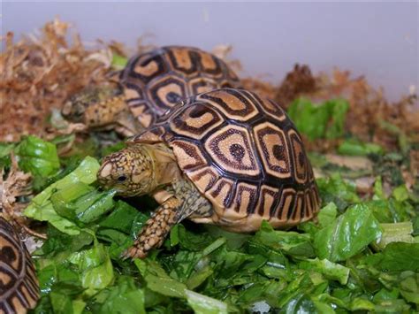 Care and Feeding of the Hatchling Leopard Tortoise