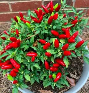 Ornamental Pepper (Capsicum Annuum) Plant Care - How to Take Care ...