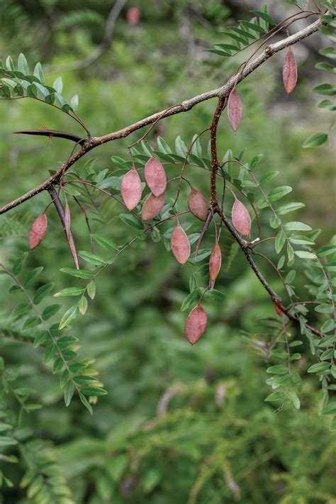 A Teacher’s Favorite: Gleditsia aquatica - Arnold Arboretum | Arnold Arboretum