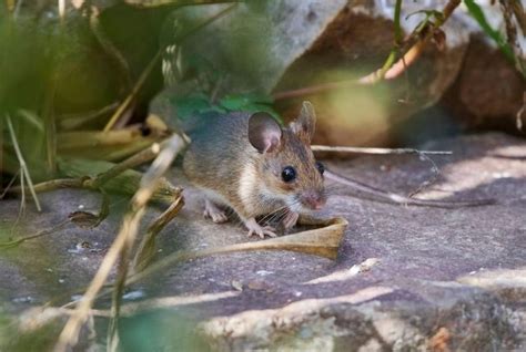 How to Protect Your Garden From Mice Infestation