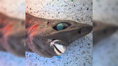 Mysterious 'nightmare' shark with unnerving human-like smile dragged up from the deep sea | Live ...