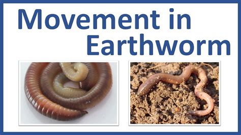Movement in Earthworm - Movement of Earthworm Class 6 - Earthworm Locomotion - Earthworm ...