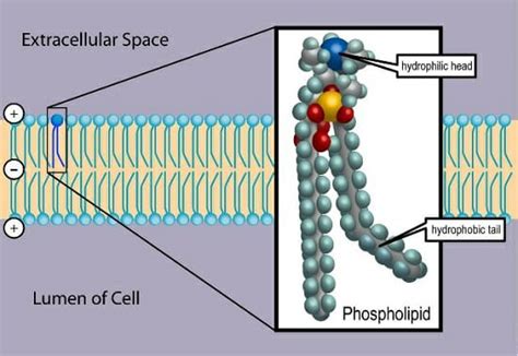 Phospholipid - Definition, Structure and Functions | Biology Dictionary