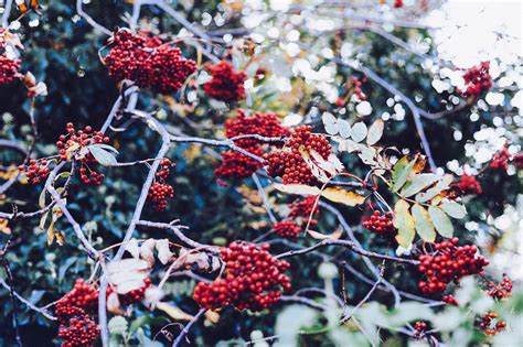 Rowan Berries Red - Free photo on Pixabay - Pixabay