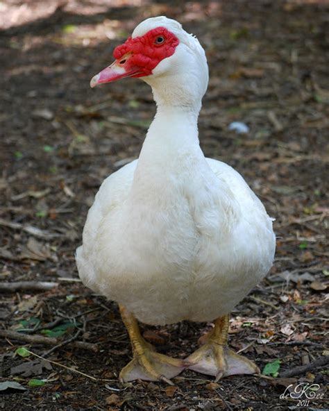 About Muscovy Ducks - Moose Manor Farms