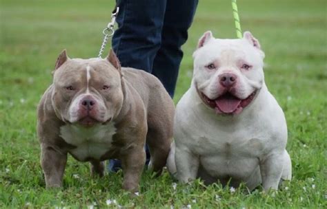 The Mini Pitbull: A Compact Canine Companion | by Pitbullfy | Medium