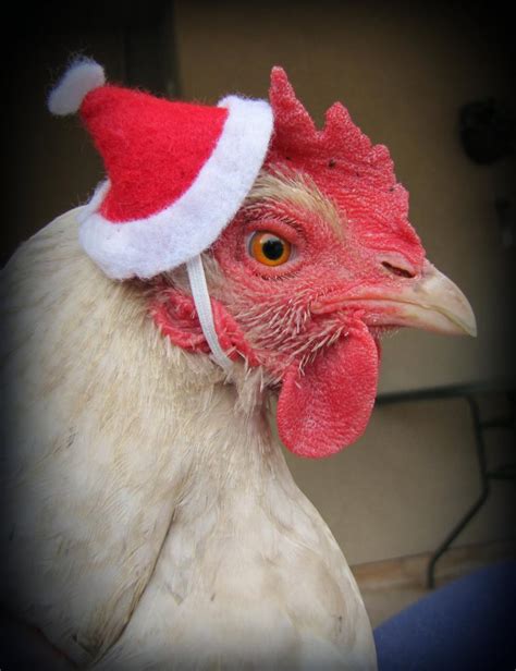 Christmas Chicken Contest- Ends 12-25-12