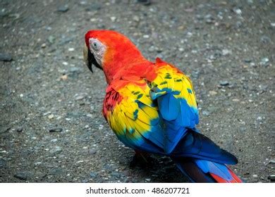 Scarlet Macaw Copan Honduras Stock Photo 486207721 | Shutterstock