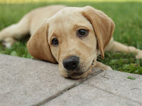 Labrador Retriever Dog : Characteristics, Temperament and Exercise - InspirationSeek.com