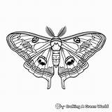 Moth Coloring Pages  Free & Printable sketch template