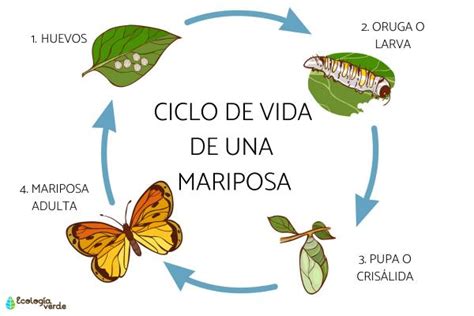 El CICLO de VIDA de una MARIPOSA: ETAPAS e imágenes con ESQUEMA y VÍDEO