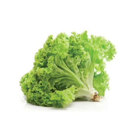 Crisp Organic Lettuce Green Ice – Perfect for Fresh Salads