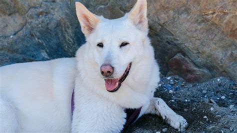 20 Large White Dog Breeds - Pet Haver