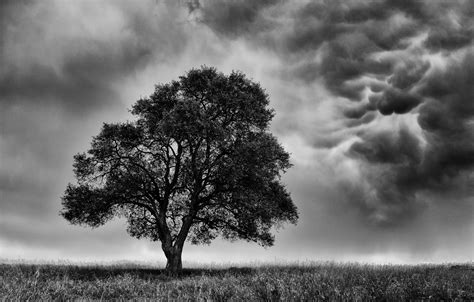 Tree Before Storm Free Stock Photo - Public Domain Pictures